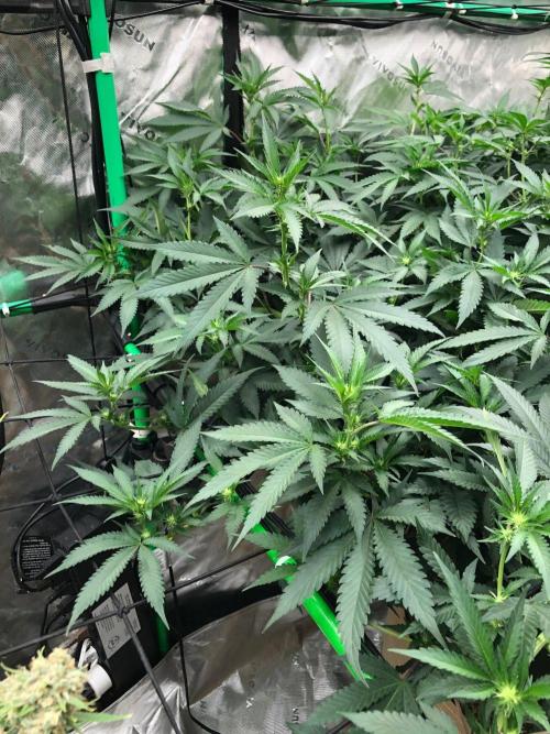 Mexican Sativa Kannabaia Indoor Summer. Week 13
