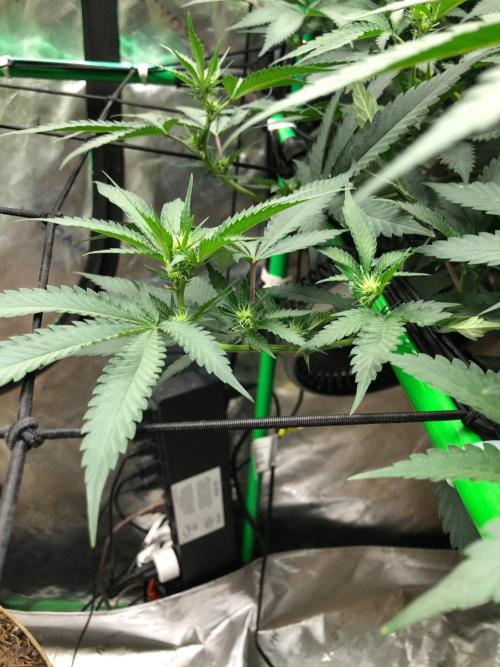 Mexican Sativa Kannabaia Indoor Summer. Week 13