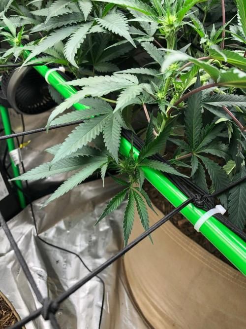 Mexican Sativa Kannabaia Indoor Summer. Week 13