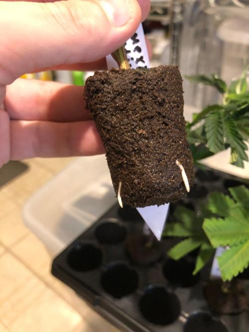 Mexican Sativa Kannabaia Indoor Summer. Week 13