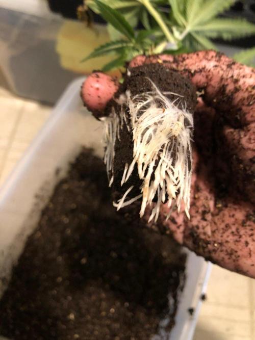 Mexican Sativa Kannabaia Indoor Summer. Week 13