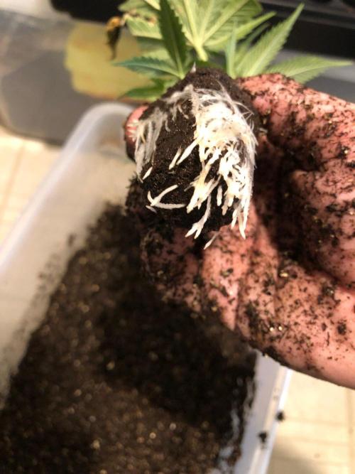 Mexican Sativa Kannabaia Indoor Summer. Week 13