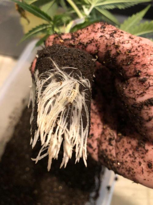 Mexican Sativa Kannabaia Indoor Summer. Week 13