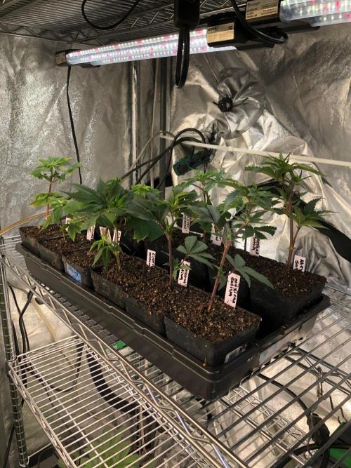 Cloudline A6. Week 13