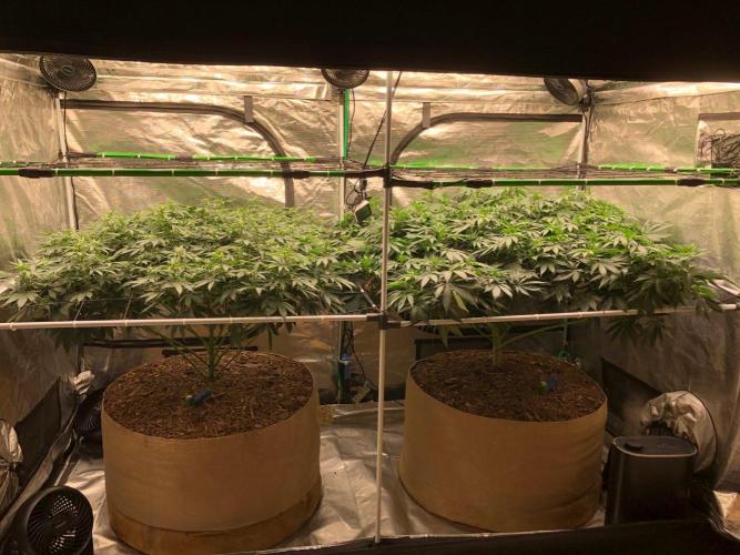 Silver Widow Kannabaia Indoor Summer. Week 13