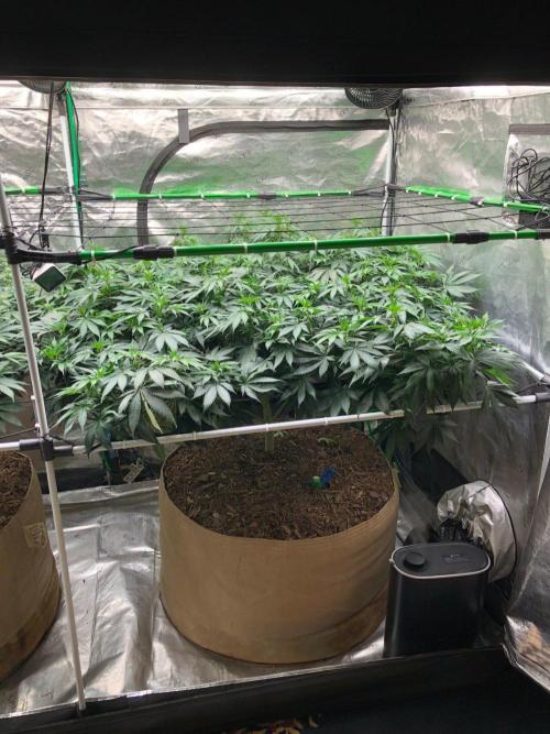 Silver Widow Kannabaia Indoor Summer. Week 13