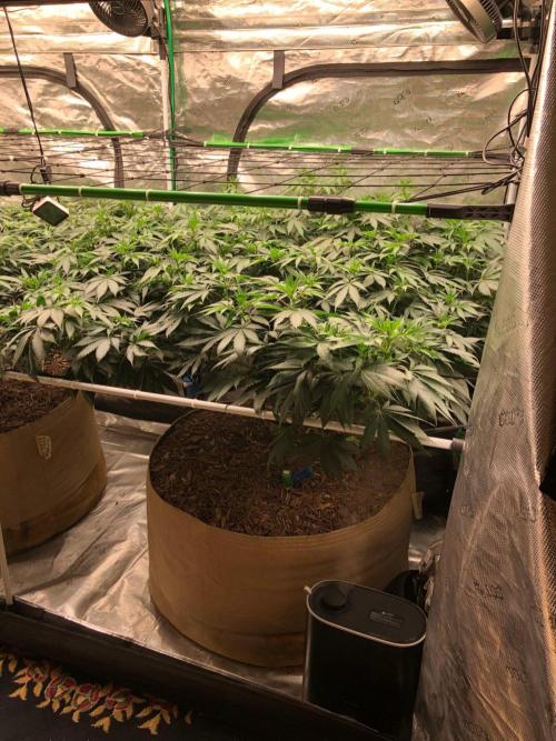 Silver Widow Kannabaia Indoor Summer. Week 13