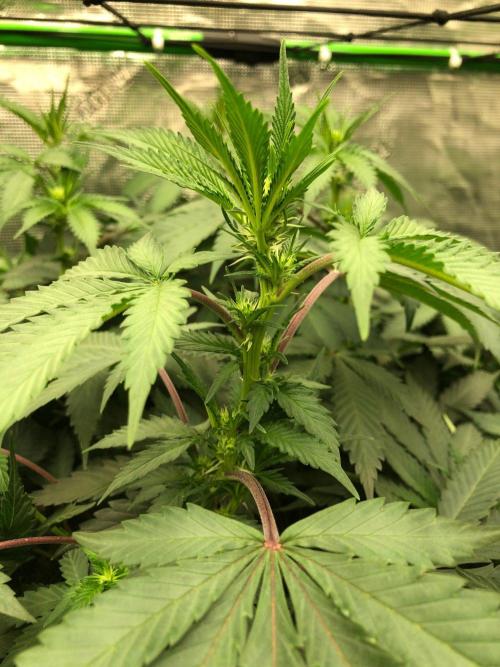 Silver Widow Kannabaia Indoor Summer. Week 13