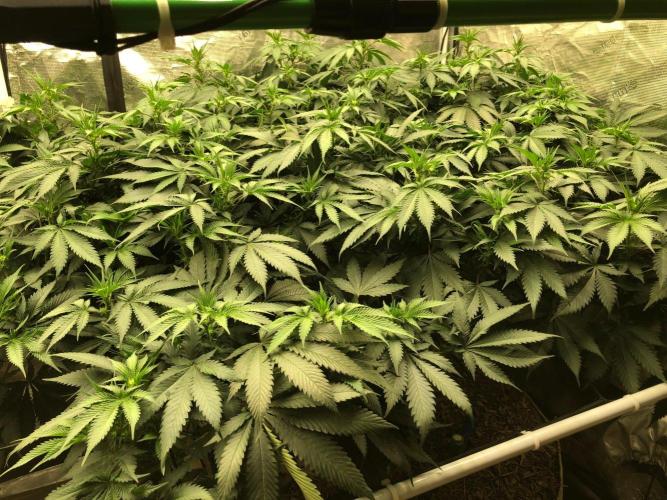 Silver Widow Kannabaia Indoor Summer. Week 13
