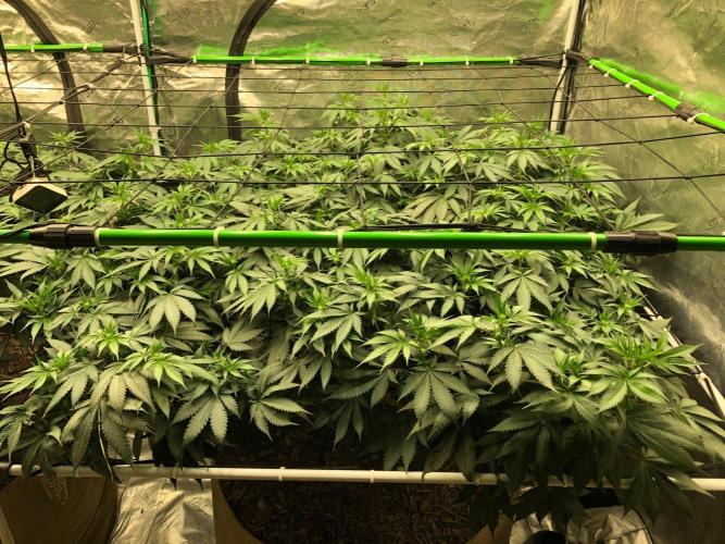 Silver Widow Kannabaia Indoor Summer. Week 13