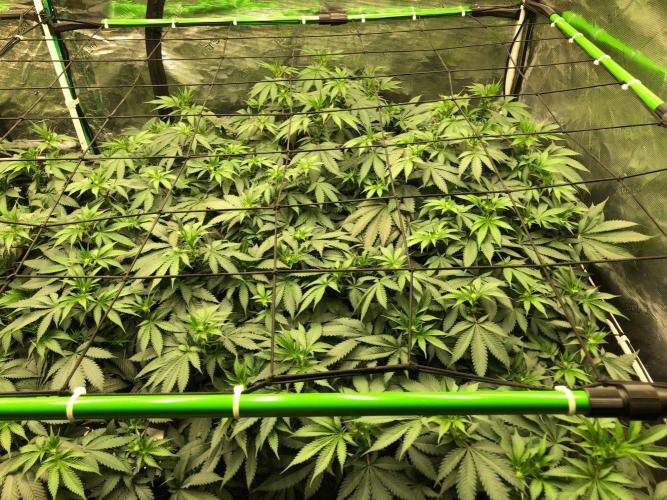 Silver Widow Kannabaia Indoor Summer. Week 13
