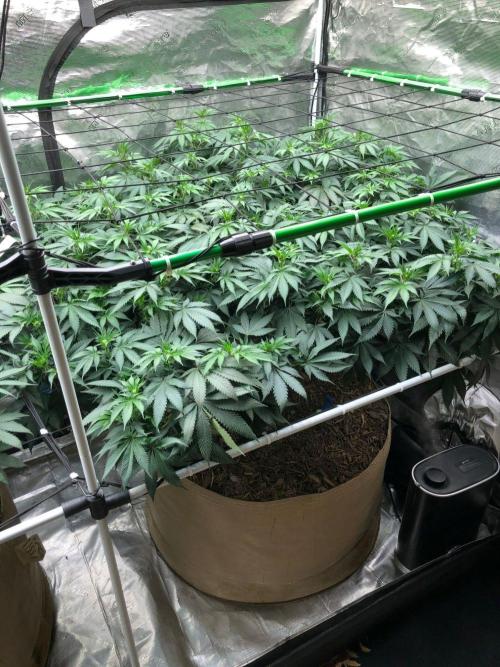 Silver Widow Kannabaia Indoor Summer. Week 13