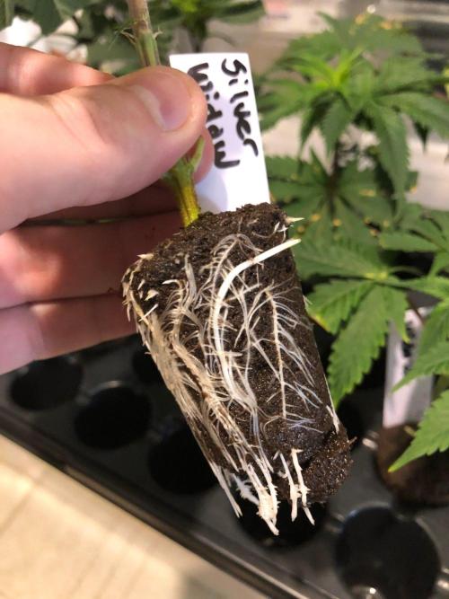 Silver Widow Kannabaia Indoor Summer. Week 13