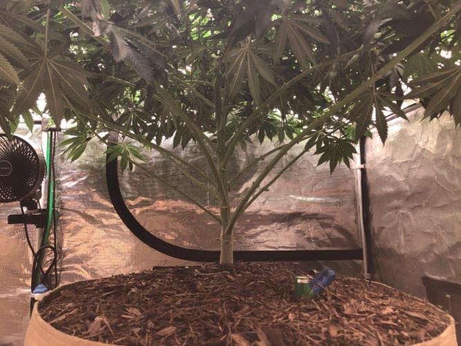 Silver Widow Kannabaia Indoor Summer. Week 13