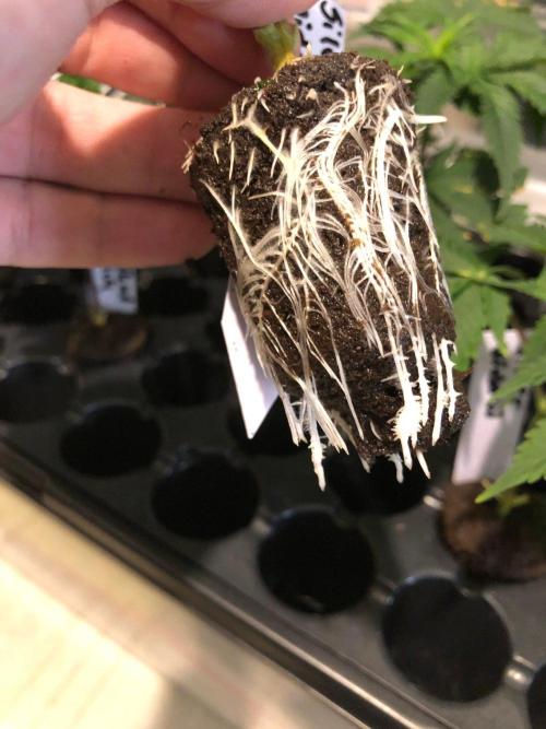 Silver Widow Kannabaia Indoor Summer. Week 13