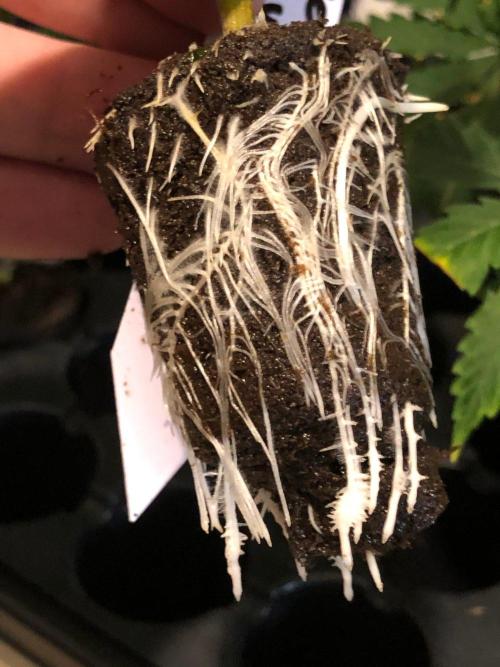 Silver Widow Kannabaia Indoor Summer. Week 13