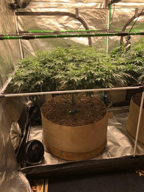 Lemonchello Haze Seedsman Indoor Summer. Week 12