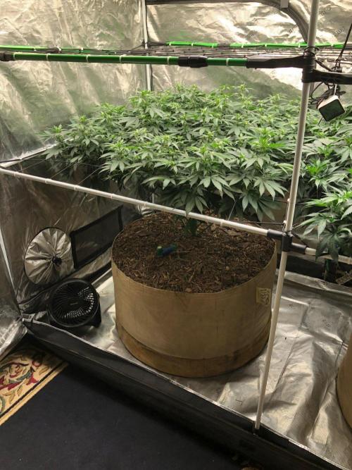 Lemonchello Haze Seedsman Indoor Summer. Week 12