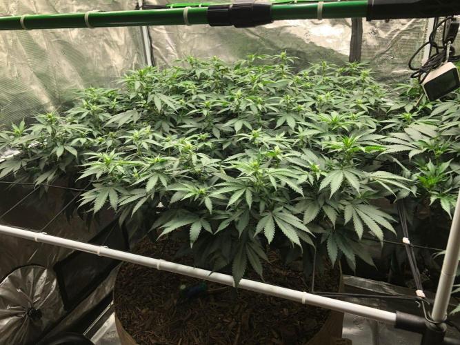 Lemonchello Haze Seedsman Indoor Summer. Week 12