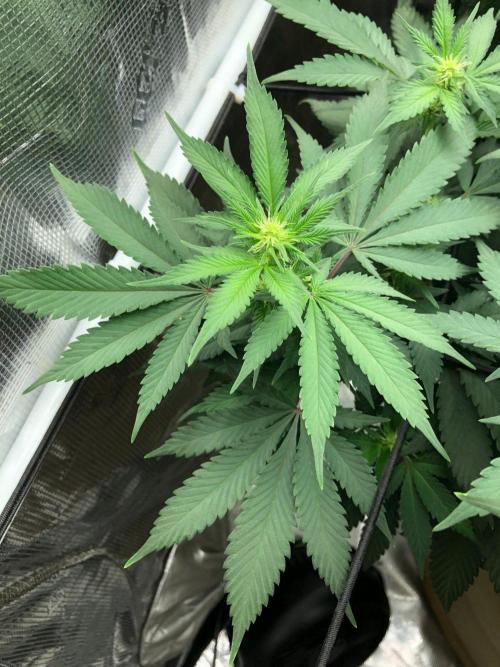 Lemonchello Haze Seedsman Indoor Summer. Week 12