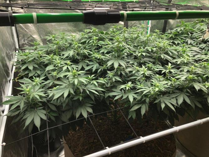Lemonchello Haze Seedsman Indoor Summer. Week 12