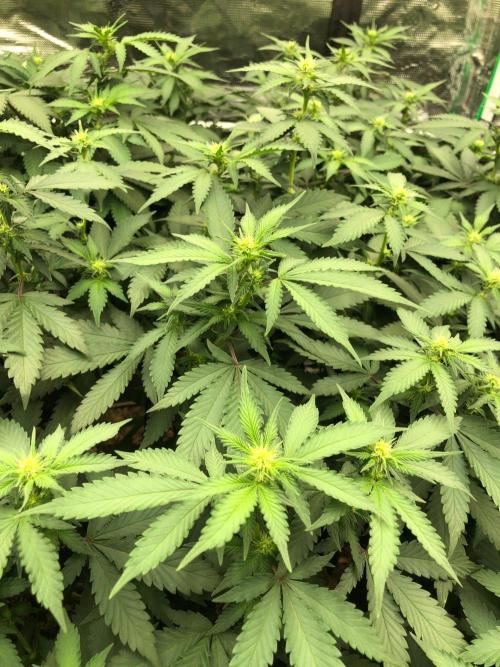 Lemonchello Haze Seedsman Indoor Summer. Week 12
