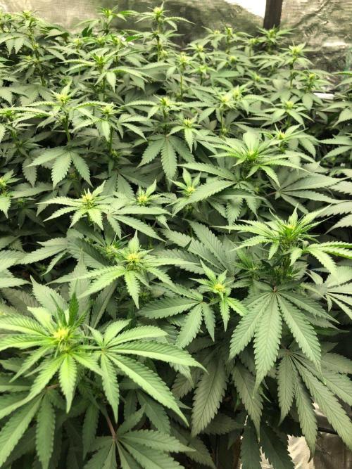 Lemonchello Haze Seedsman Indoor Summer. Week 12