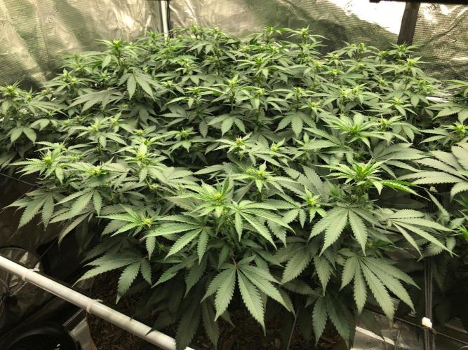 Lemonchello Haze Seedsman Indoor Summer. Week 12