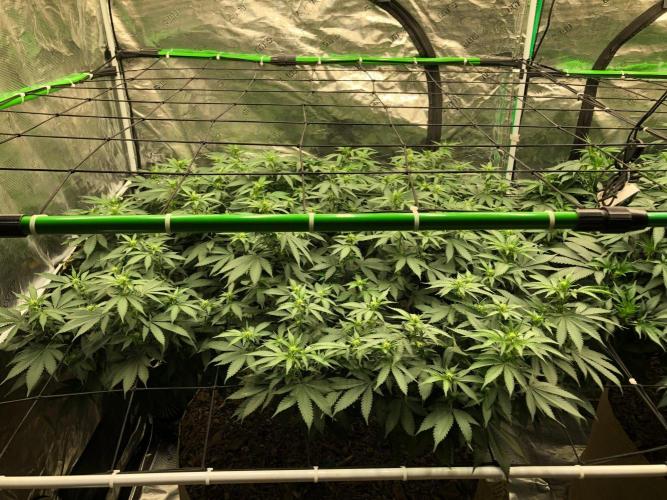 Lemonchello Haze Seedsman Indoor Summer. Week 12