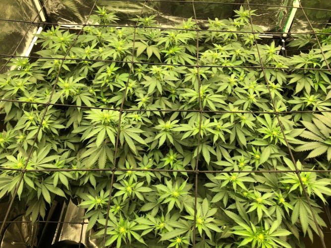 Lemonchello Haze Seedsman Indoor Summer. Week 12