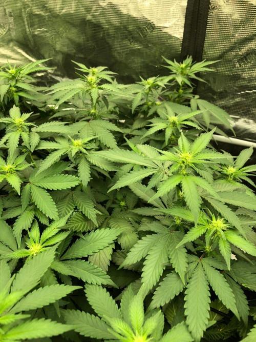 Lemonchello Haze Seedsman Indoor Summer. Week 12