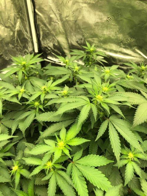 Lemonchello Haze Seedsman Indoor Summer. Week 12