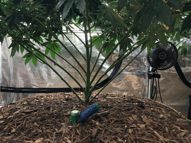 Lemonchello Haze Seedsman Indoor Summer. Week 12
