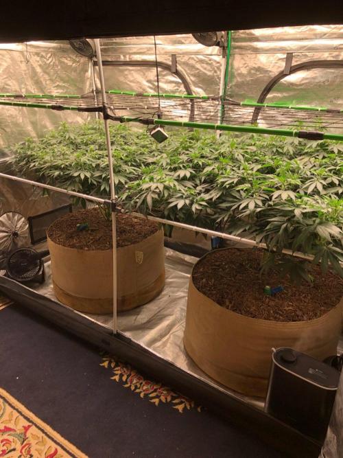 Lemonchello Haze Seedsman Indoor Summer. Week 12