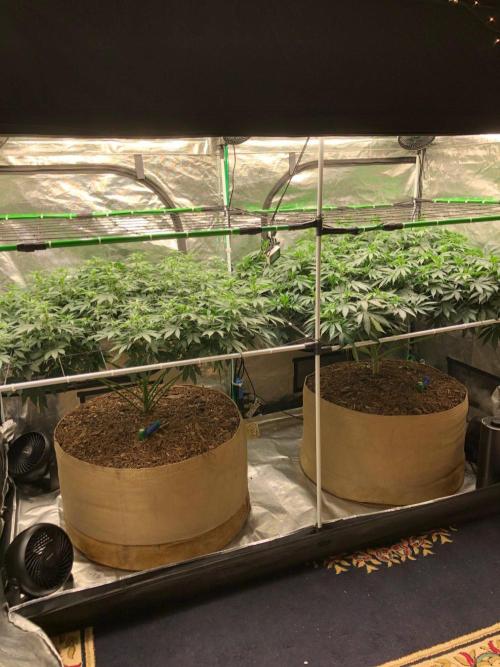 Lemonchello Haze Seedsman Indoor Summer. Week 12
