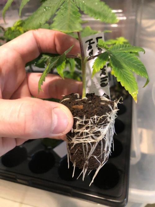 Lemonchello Haze Seedsman Indoor Summer. Week 12