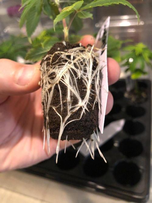 Lemonchello Haze Seedsman Indoor Summer. Week 12