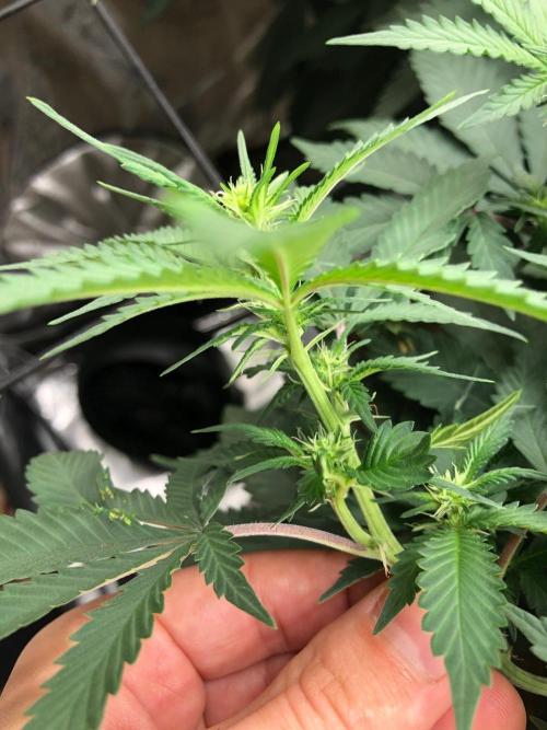Lemonchello Haze Seedsman Indoor Summer. Week 12