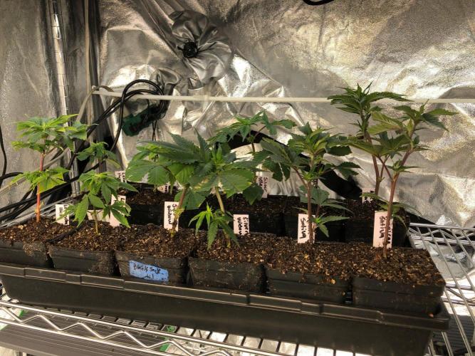 Lemonchello Haze Seedsman Indoor Summer. Week 12