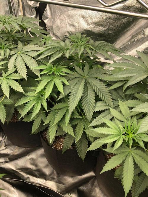 Big Berry Boom Boom Sensi Indoor Fall. Week 4