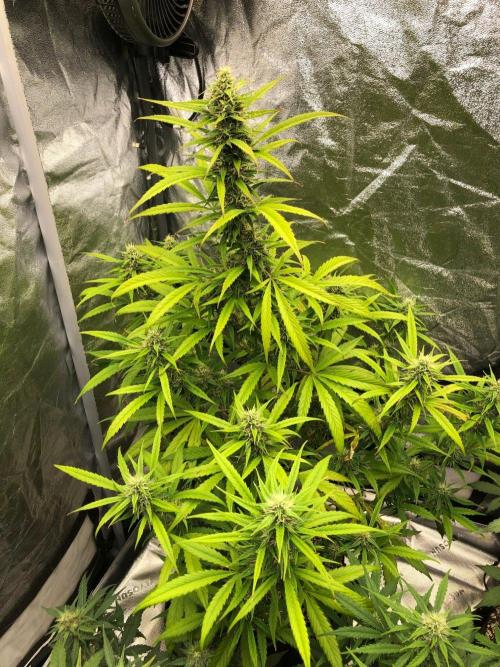 Strawberry Haze Auto Indoor Late Summer. Week 9