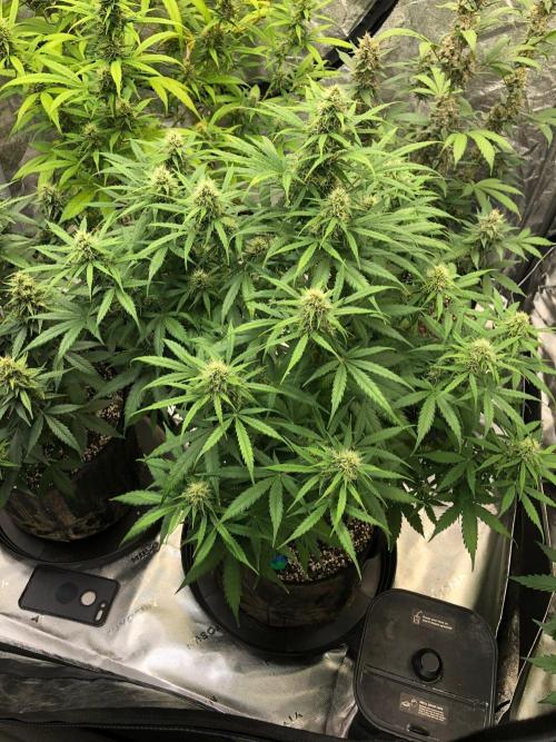 Neville's Haze Auto Spliff Seeds Indoor. Week 8
