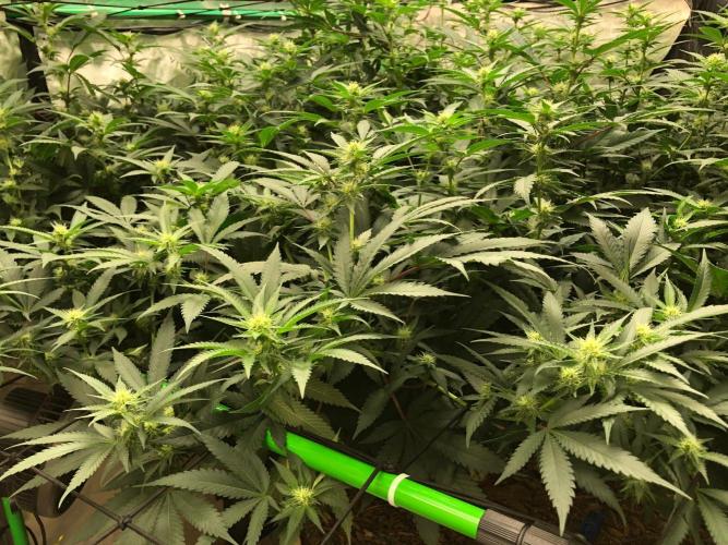 Mexican Sativa Kannabaia Indoor Summer. Week 14