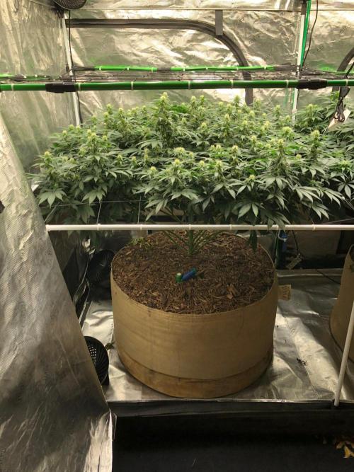 Lemonchello Haze Seedsman Indoor Summer. Week 13