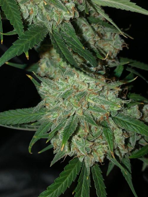 Acapulco Gold (auto) SeedSupreme Indoor. Week 14