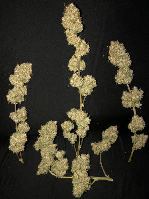 Acapulco Gold (auto) SeedSupreme Indoor. Week 15