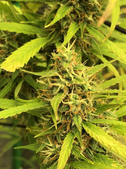 Strawberry Haze Auto Indoor Late Summer. Week 10