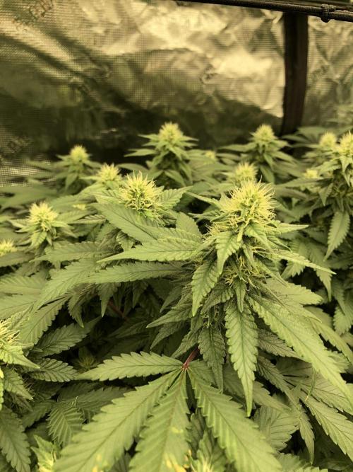 Lemonchello Haze Seedsman Indoor Summer. Week 14