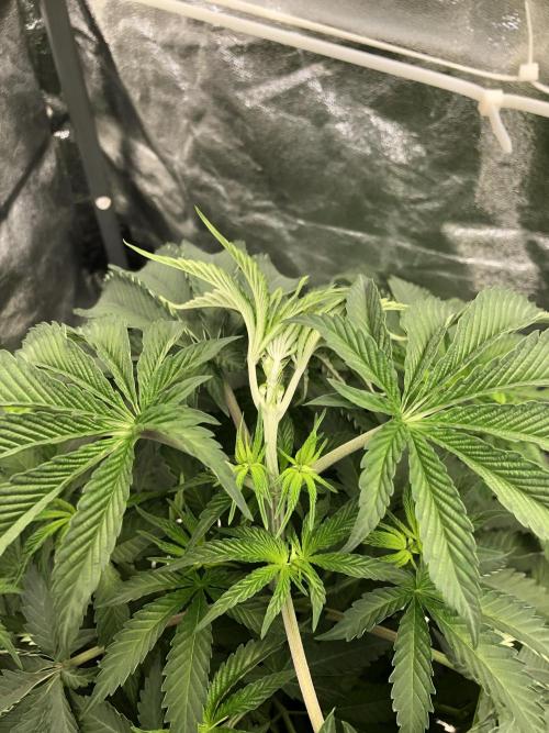 Big Berry Boom Boom Sensi Indoor Fall. Week 6