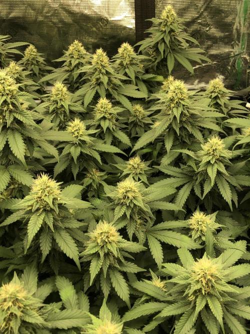Lemonchello Haze Seedsman Indoor Summer. Week 15
